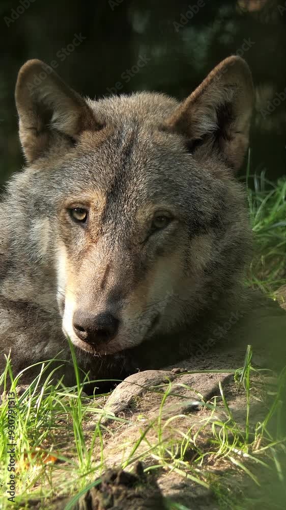 Animal Vertical in 4k Animal Vertical in 4k