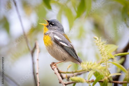 Northern Parula Warbler Bird photo