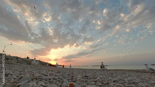 Gabbiani in riva al mare che volano, risoluzione 4k