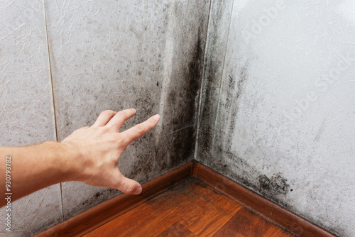 Black mold in the corner on white non-woven wallpaper, excessive humidity in the apartment, dangerous infection for people. The dew point in the wall.