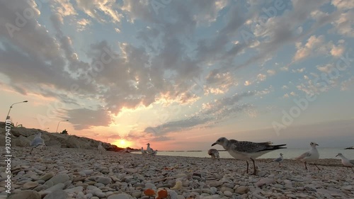 Gabbiani in riva al mare che volano, risoluzione 4k