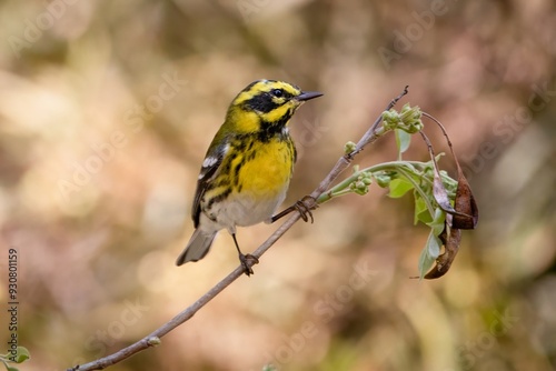 Townsend's Warbler New World Warbler Bird photo