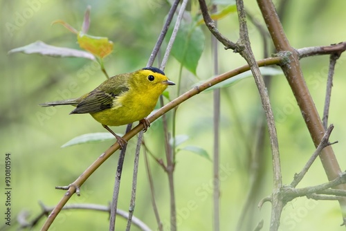 Wilson's warbler New World Warbler Bird