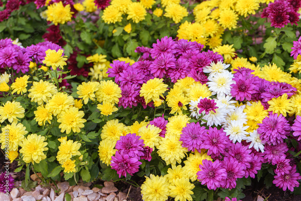Fresh bright pink, white and yellow chrysanthemums bushes in autumn garden Fresh bright pink, white and yellow chrysanthemums bushes in autumn garden
