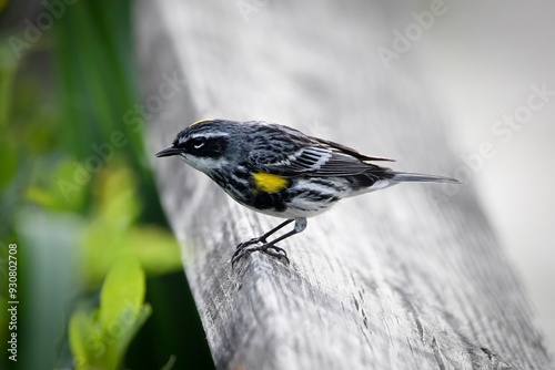 Yellow-Rumped Warbler New World Warbler Bird