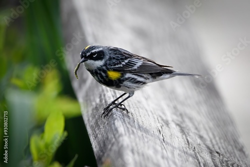 Yellow-Rumped Warbler New World Warbler Bird