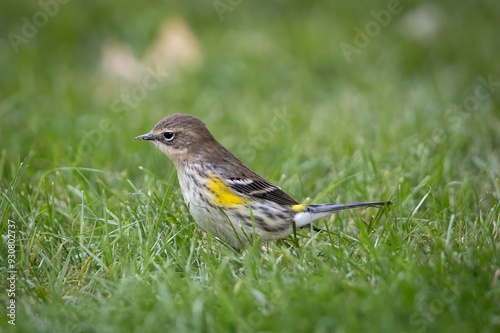 Yellow-Rumped Warbler New World Warbler Bird
