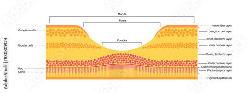 Macula fovea and foveola