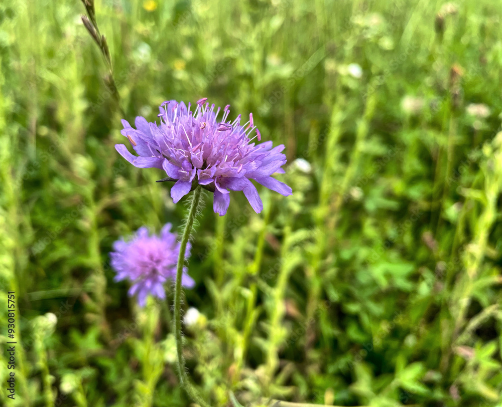 Fototapeta premium Wiesen-Witwenblume (Knautia)