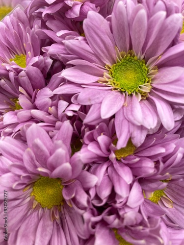 Pink purple daisy flowers