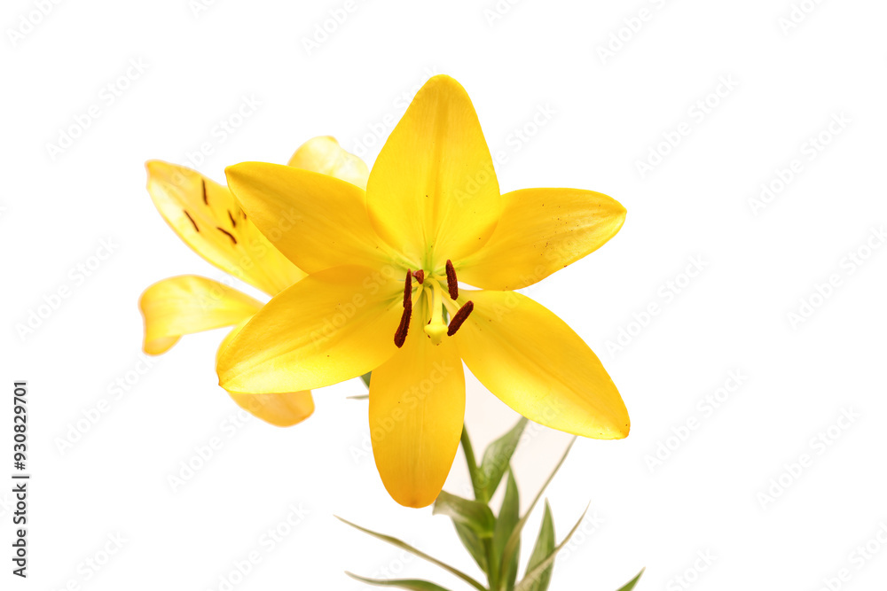 白背景の黄色の百合の花首 白背景の黄色の百合の花首