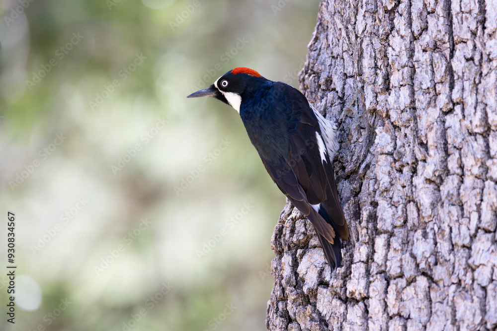 Acorn Woodpecker with striking face looks from tree trunk perch Acorn Woodpecker with striking face looks from tree trunk perch
