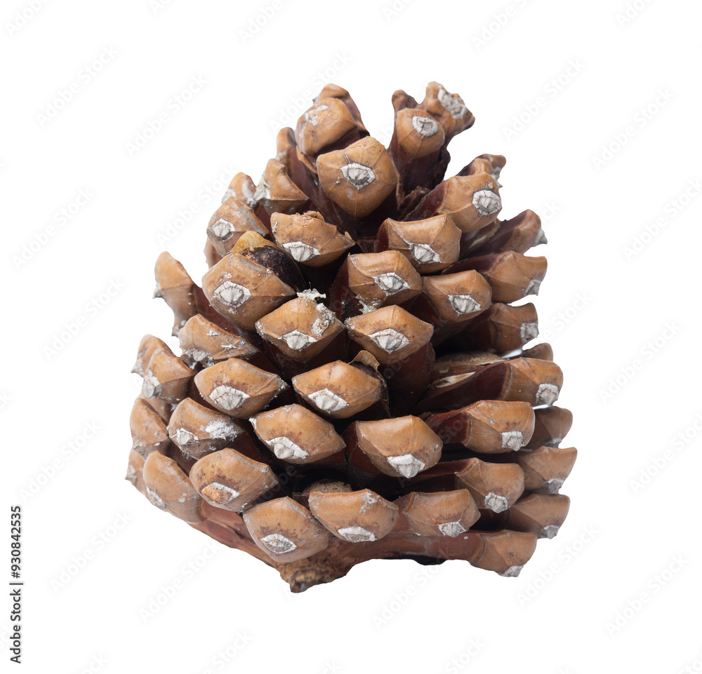 High-quality pinecone PNG image with a transparent background. High-quality pinecone PNG image with a transparent background.