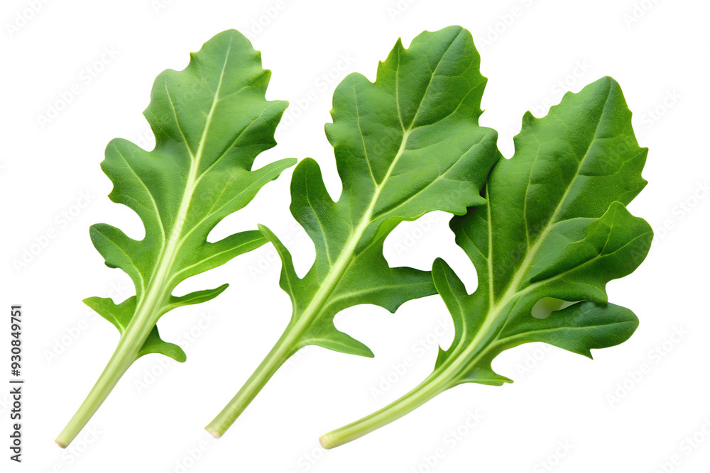 Arugula isolated on a transparent background png Arugula isolated on a transparent background png