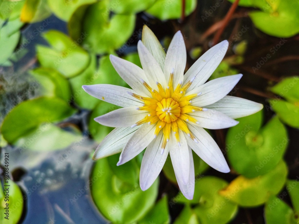 beautiful latus flowers beautiful latus flowers