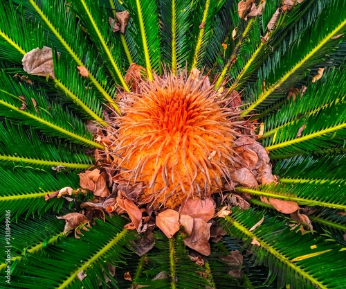 flowering cycas plant