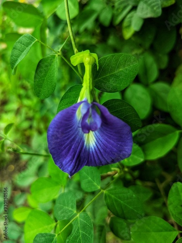 Foto telang plant with purple flower