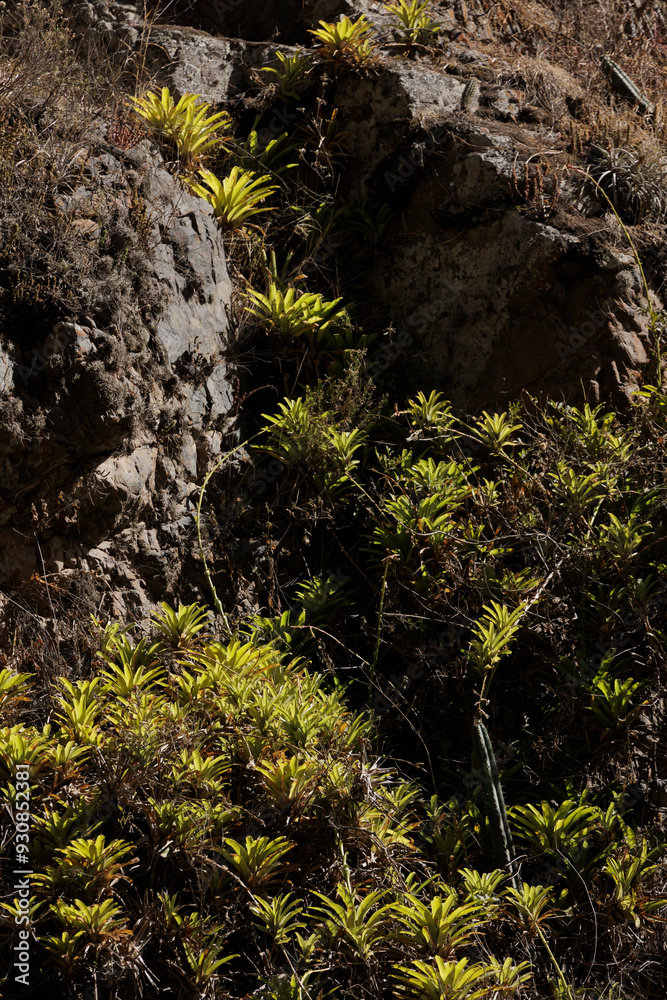 Photograph of a rocky hillside featuring lush green vegetation sprouting from crevices, showcasing nature’s resilience and beauty in a rugged environment. Photograph of a rocky hillside featuring lush green vegetation sprouting from crevices, showcasing nature’s resilience and beauty in a rugged environment.