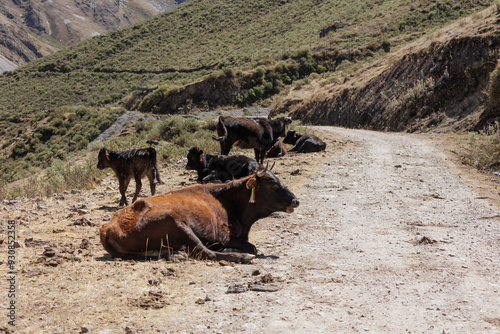 Andes of Peru: Image of cows resting peacefully on a dirt path in a rural setting, surrounded by natural, hilly landscape; a serene moment captured in the countryside. photo