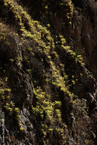 Image showcasing green vegetation growing on a rocky cliffside with sunlight illuminating the plants, creating beautiful natural patterns and textures. photo