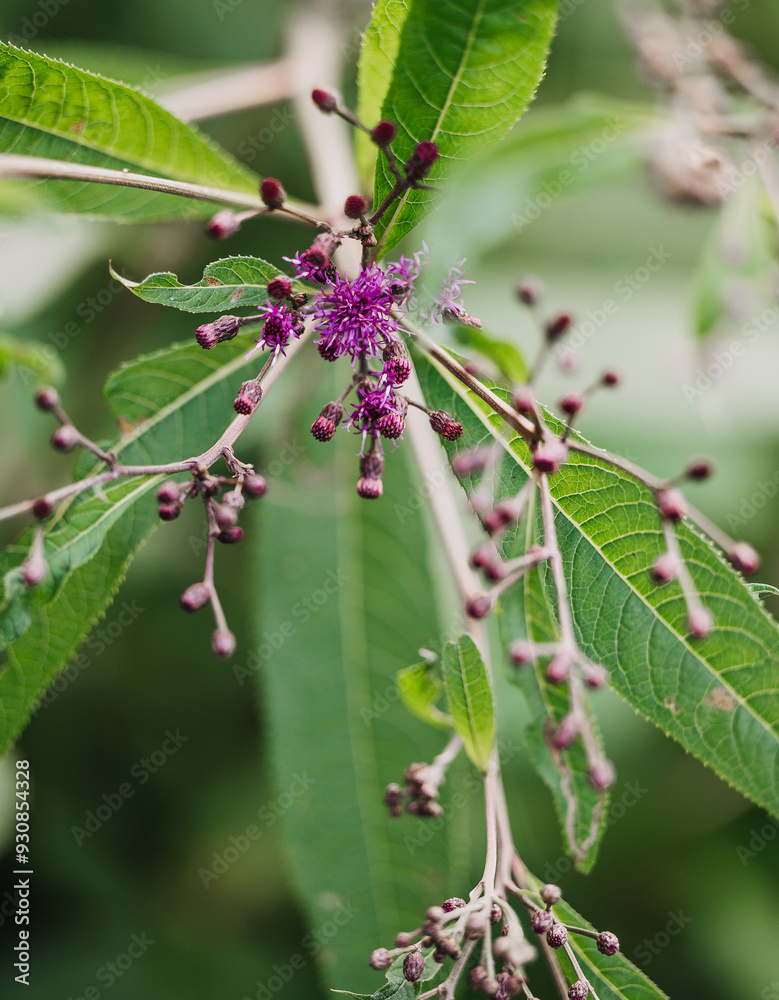 close up of buds on Baldwins' ironweed plant close up of buds on Baldwins' ironweed plant