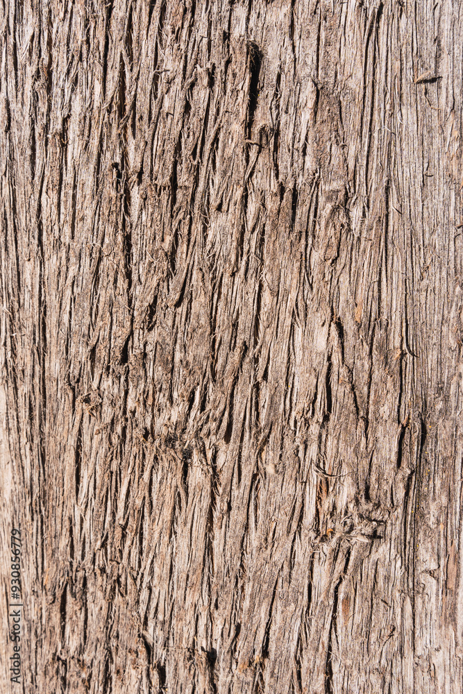 tree bark texture linear patterns in natural wood grey color