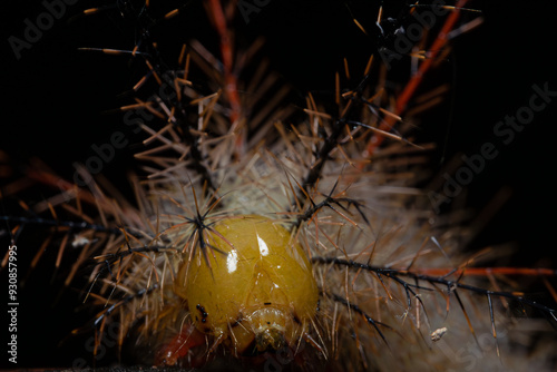 Pseudautomeris  luteata close up walking 
 photo