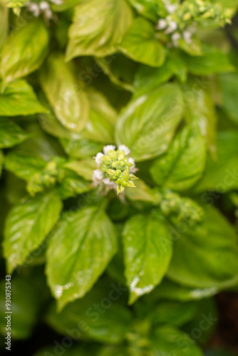 Basil. Basil plant with flowers. aromatic plant. Italian cuisine specials.