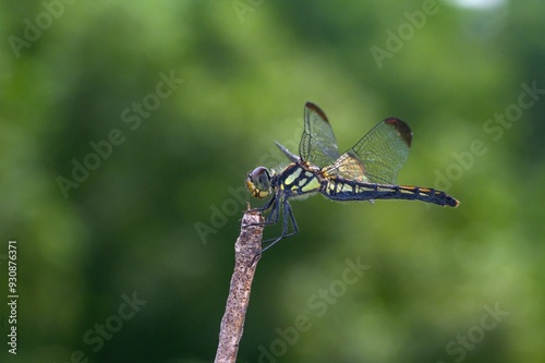 dragonfly on a branch photo