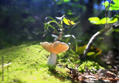 mushroom in the forest