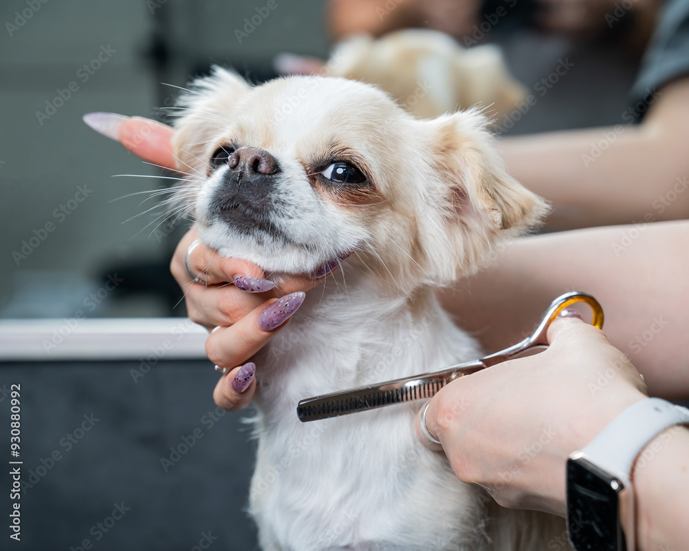 Φωτογραφία Woman cutting cute shorthair chihuahua dog in grooming salon.