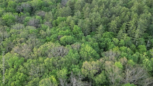 flying above treetops to reveal conifer forest (dense nature natural world view) parallax drone flying rising lowering same time (tree trees deciduous pine cones) beautiful hiking woodland woods  photo