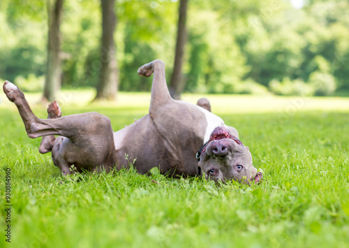 A happy Pit Bull Terrier mixed breed dog rolling in the grass photo