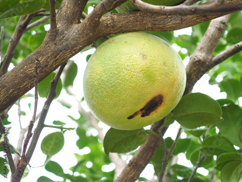 Citrus canker on pomelo is a bacterial disease that causes lesions on the fruit, leaves, and stems. photo