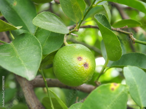 Wallpaper Mural Citrus canker on lime is a bacterial disease that causes lesions on the fruit, leaves, and stems. Torontodigital.ca