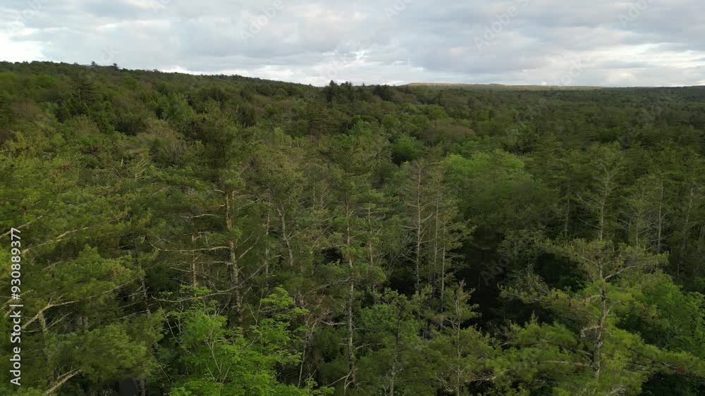 flying above treetops to reveal conifer forest (dense nature natural world view) parallax drone flying rising lowering same time (tree trees deciduous pine cones) beautiful hiking woodland woods flying above treetops to reveal conifer forest (dense nature natural world view) parallax drone flying rising lowering same time (tree trees deciduous pine cones) beautiful hiking woodland woods