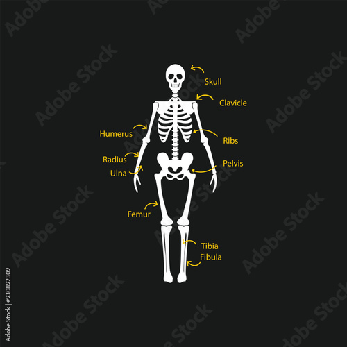 Human skeleton vector with bones clearly pointed out