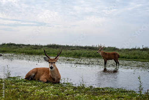 Maravillosa fauna de los Esteros del Iberá en la provincia de Corrientes, Argentina, entre los que se destacan el yacaré, el ciervo y el carpincho. Fauna autóctona en estado salvaje. photo