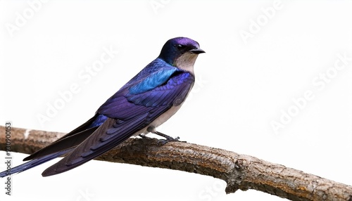 a beautiful purple martin with its iridescent plumage perched on a branch isolated on white background photo