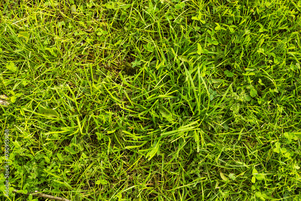 Vibrant Green Grass Close-Up in Summer Vibrant Green Grass Close-Up in Summer