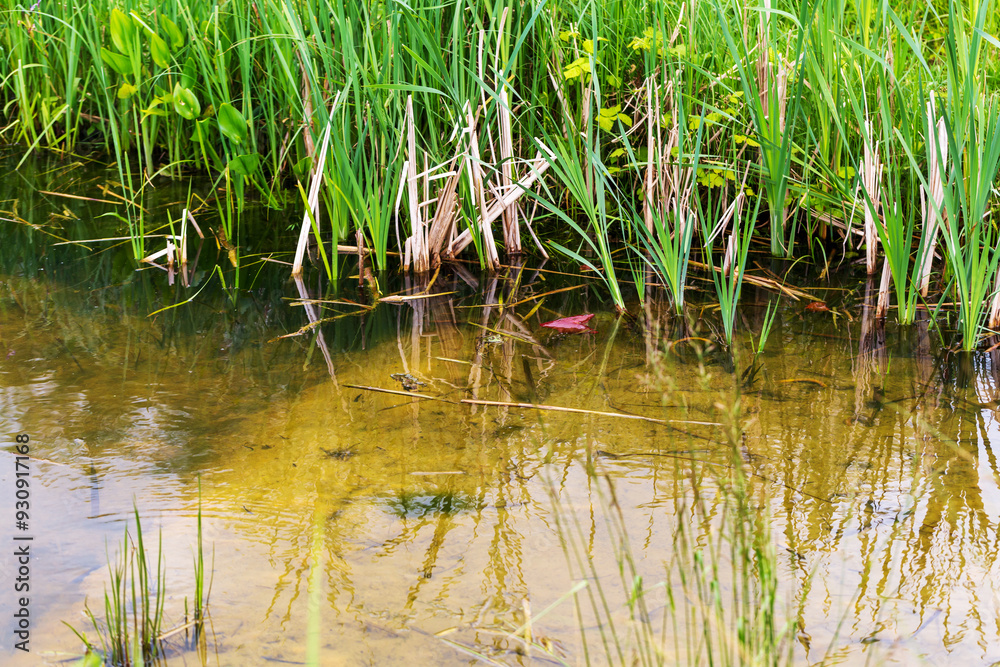 Serene Pond with Grass and Frogs in Natural Habitat Serene Pond with Grass and Frogs in Natural Habitat
