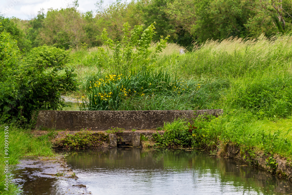 A serene stream flowing through lush greenery with a stone culvert and vibrant yellow flowers A serene stream flowing through lush greenery with a stone culvert and vibrant yellow flowers