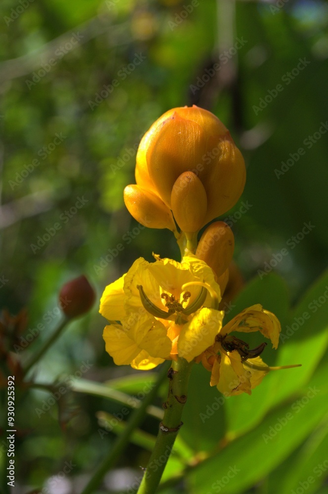 Wild and exotic flowers in Miranda, Venezuela.
A state full of colors thanks to an immense amount of wild flowers, roses and others. Wild and exotic flowers in Miranda, Venezuela.
A state full of colors thanks to an immense amount of wild flowers, roses and others.