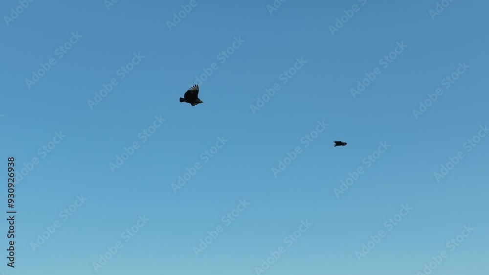 Vulture flying in an air current. Blue sky, aerial image. Birds of prey Vulture flying in an air current. Blue sky, aerial image. Birds of prey