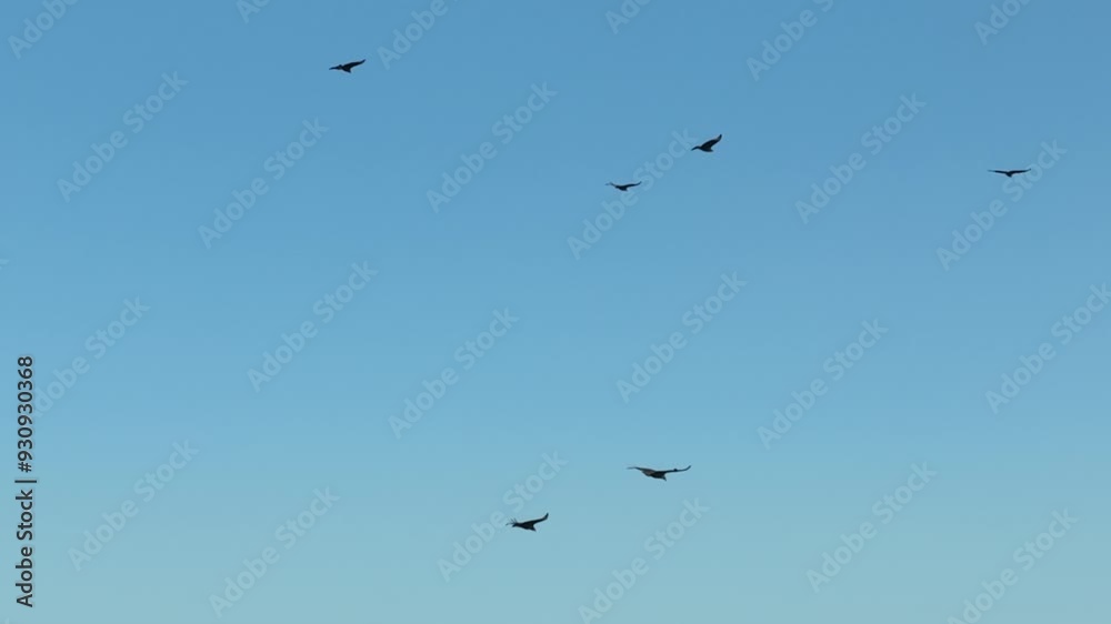 Vulture flying in an air current. Blue sky, aerial image. Birds of prey Vulture flying in an air current. Blue sky, aerial image. Birds of prey