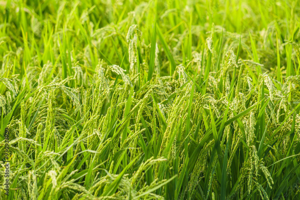 Closeup of paddy rice on Plants Closeup of paddy rice on Plants