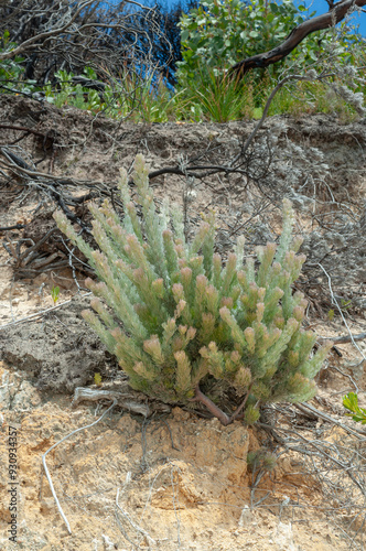 Coastal vegetation in Western Australia, featuring a thriving specimen of Adenanthos drummondii, Coastal Jugflower, growing on a sandy cliff, surrounded by dry branches and native plants. photo