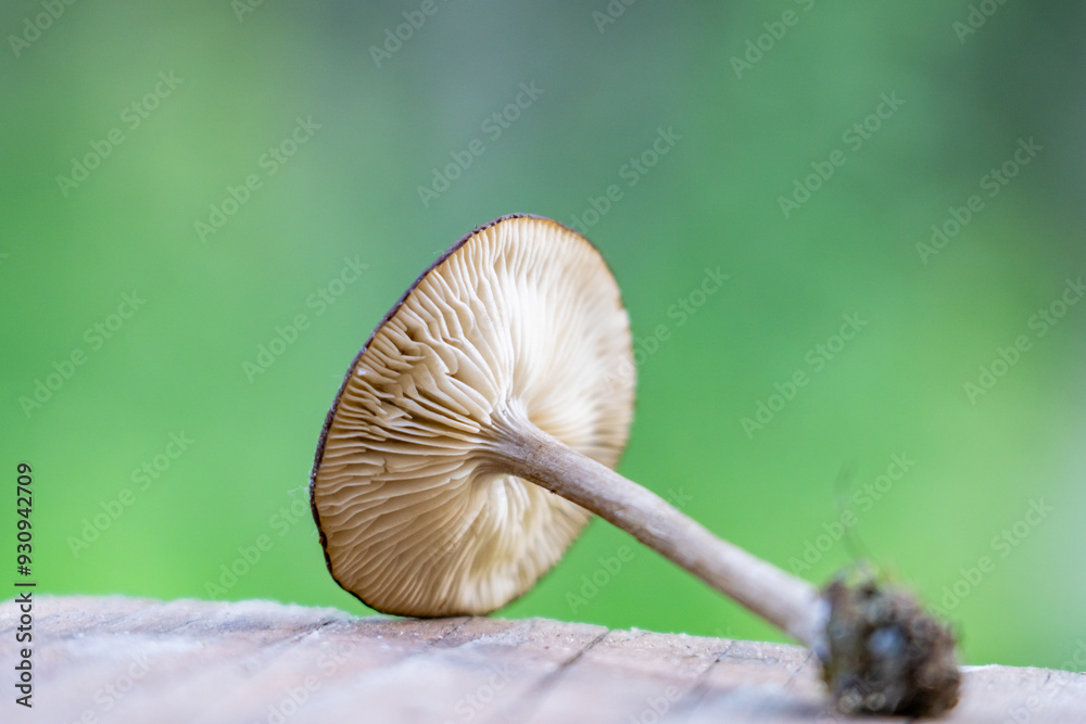 Melanoleuca melaleuca is a species of mushroom in the family Tricholomataceae, and it is the type species of its genus Melanoleuca. Houston, Alaska Melanoleuca melaleuca is a species of mushroom in the family Tricholomataceae, and it is the type species of its genus Melanoleuca. Houston, Alaska