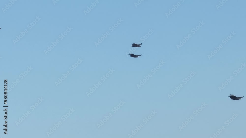 Vulture flying in an air current. Blue sky, aerial image. Birds of prey Vulture flying in an air current. Blue sky, aerial image. Birds of prey