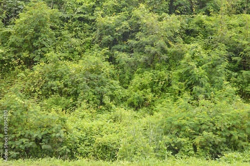 green forest background